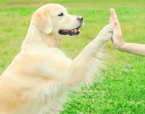 Dog Uni - Huấn luyện và chăm sóc cún 