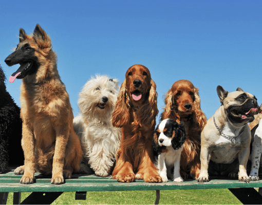 Dog Uni - Huấn luyện và chăm sóc cún 